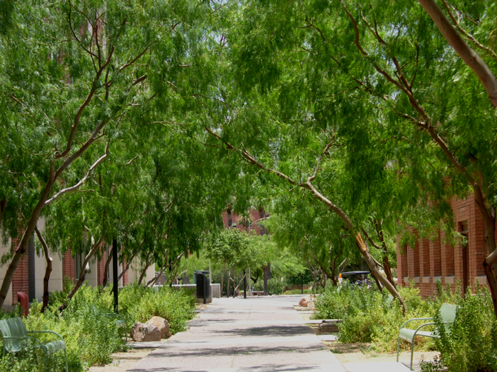 Mission University Of Arizona Campus Arboretum
